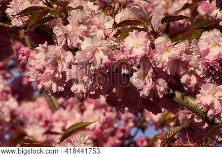 Japanese Cherry Blossoms Nice Spring Pink Flower Close Up