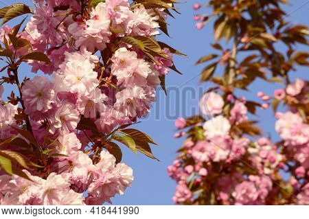 Japanese Cherry Blossoms The Nice Pink Spring Flower Close Up