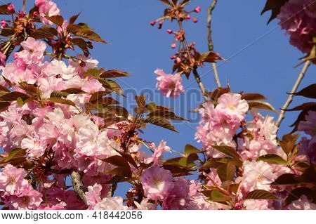 Japanese Cherry Blossoms The Nice Spring Pink Flower Close Up