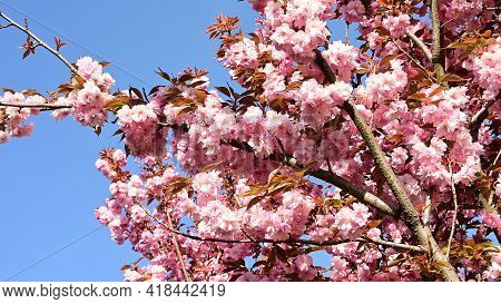 Japanese Cherry The Very Nice Pink Spring Flower Close Up