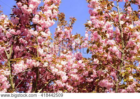 Japanese Cherry The Nice Spring Flower Close Up