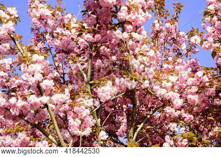 Japanese Cherry The Very Nice Pink Spring Flowers