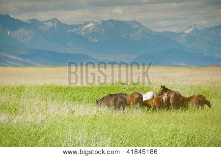 Cavalos pastando