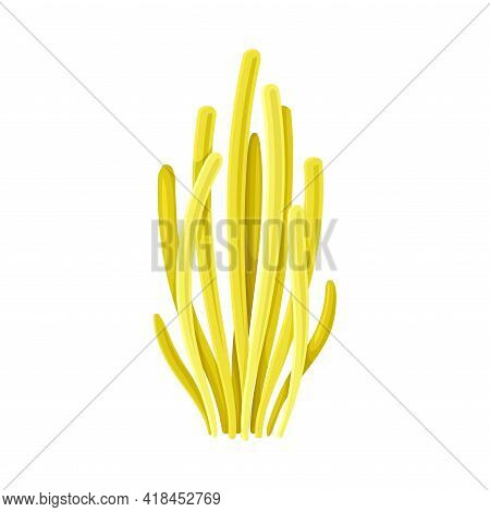 Coral As Marine Invertebrate From Ocean Bottom Vector Illustration