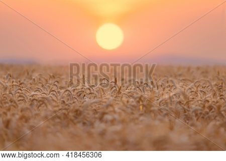 The yellow Wheatfield at Sunset, shallow depth of field, Israel,  Ears of wheat at sunrise