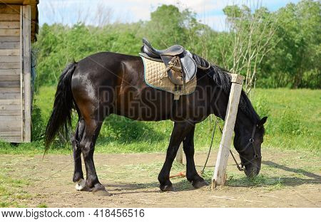 Horse With A Old Leather Saddle Is Eating The Hay Next To A Hitching Post.