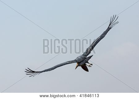 Marabou Stork tijdens de vlucht