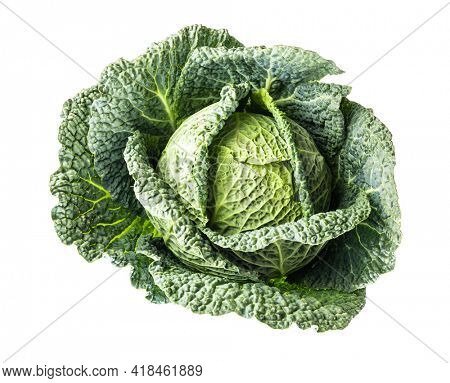 Green savoy cabbage isolated on white background.