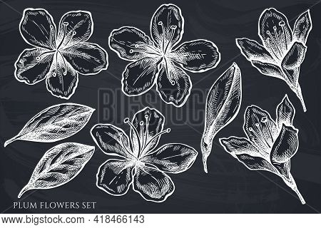 Vector Set Of Hand Drawn Chalk Plum Flowers Stock Illustration