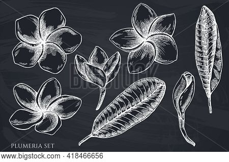 Vector Set Of Hand Drawn Chalk Plumeria Stock Illustration