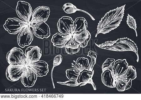 Vector Set Of Hand Drawn Chalk Sakura Flowers Stock Illustration
