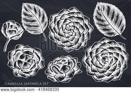 Vector Set Of Hand Drawn Chalk Camellia Japonica Stock Illustration