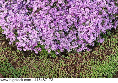 Small Pink Phlox Flowers Close Up, Bright Wallpaper. Pink Moss Phlox. Phlox Subulata Pink Flowers