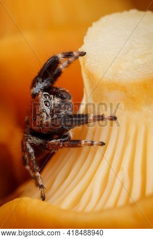 Chanterelle Are Among The Most Popularly Eaten Species Of Wild Mushrooms. They Are Orange, Yellow Or