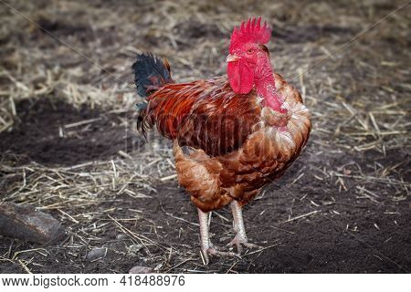 Red Bald Neck Rooster, And Straw On The Ground