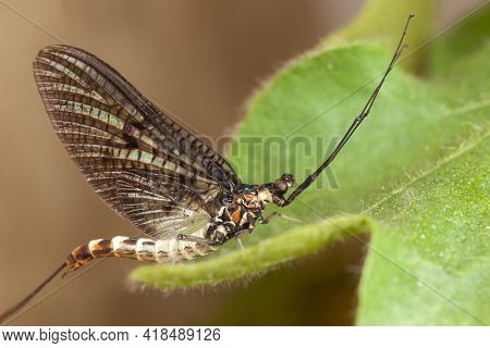 Mayfly With Beautiful Mesh Wings, Long Tail And Long Mustache On The Green Leaf