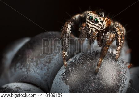 Jumping Spider On The Blackberry With A Large Drop Of Water On His Head