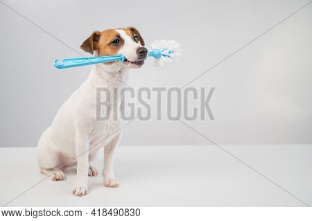 Jack Russell Terrier Dog Holds A Blue Toilet Brush In His Mouth. Plumbing Cleaner