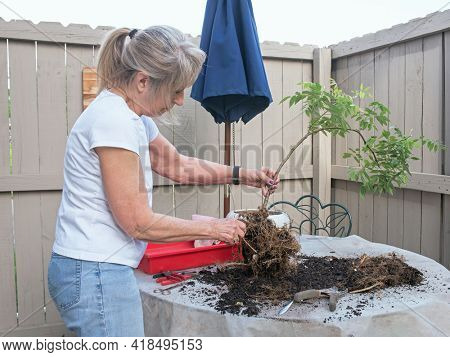 Senior Woman Reducing Roots of Wisteria Tree