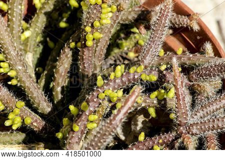 Beautiful Rhipsalis Baccifera Horrida Plant In The Garden In Spain