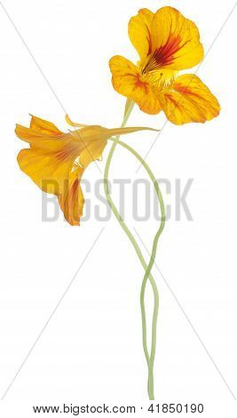 Nasturtium