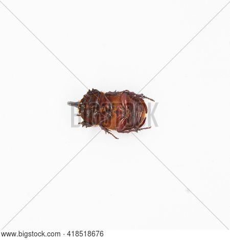 European Rhinoceros Beetle (orycles Nasicornis )on White Background Seen Upside Down