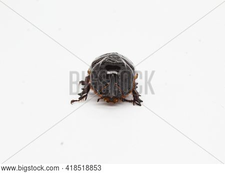European Rhinoceros Beetle (orycles Nasicornis )on White Background
