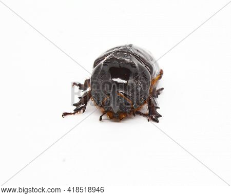 European Rhinoceros Beetle (orycles Nasicornis )on White Background