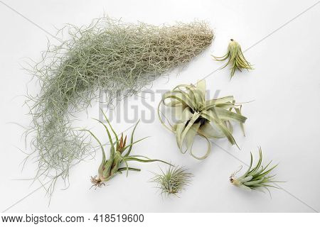 Beautiful Tillandsias On White Background, Flat Lay. Exotic Houseplants