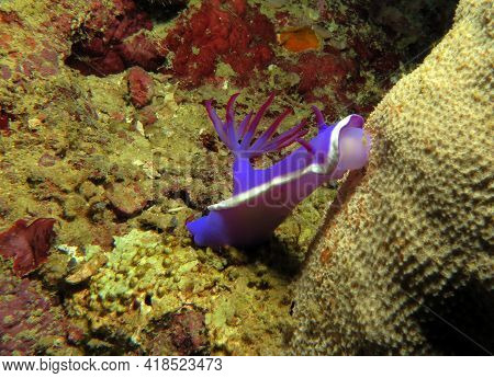 A Hypselodoris Bullocki Nudibranch Crawling Onto A Coral Boracay Philippines