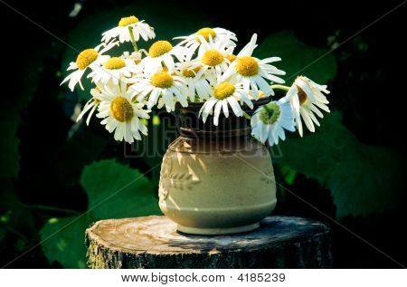 die Blumen der Kamille