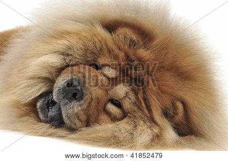 Chow Chow, hund