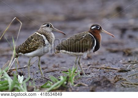 Pair Of Camouflage Bird Standing Still On Wet Dirt After Heavy Rain In Darkness, Greater Painted-sni