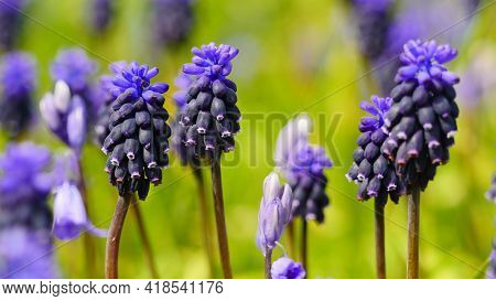 Muscari Neglectum In Spring, Blue Flowers Green Background