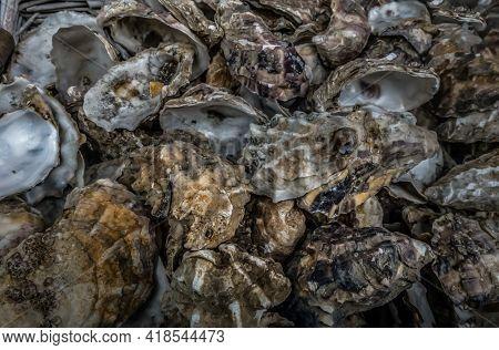 A Lot Of Oysters Shells Heap Close Up. Sea Shells, No Focus, Specifically.