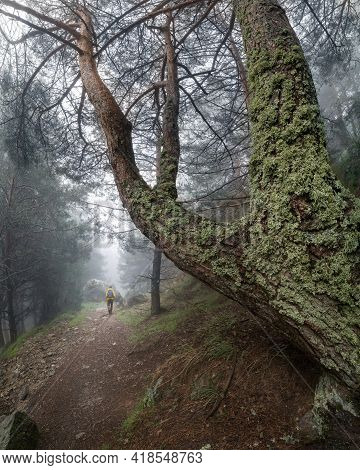 Man From Behind, Hiking Down A Mysterious Forest Path With Thick Fog. Morcuera.