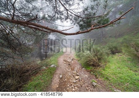 Nice Mountain Landscape With Path Of Stones And Branches Of Trees Wet From Rain. Morcuera Madrid.