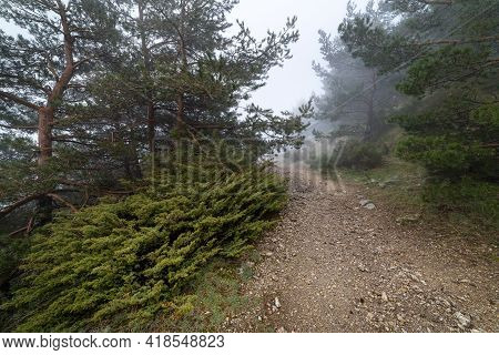 Path In The Forest For Hiking With A Mysterious And Cloudy Atmosphere. Morcuera Madrid.