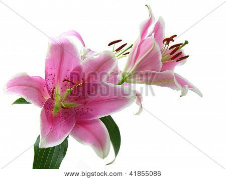 Rosa flores de lirio con polen marrón