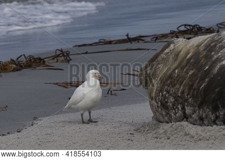 Pale-faced Sheathbill (chionis Albus) Picking Bits Of Flesh From The Battle Damaged Head Of A Male S