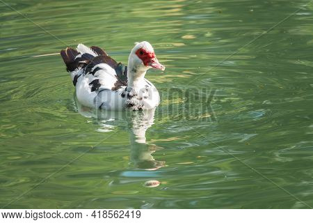 White And Black Duck With Red Head, The Muscovy Duck, Swims In The Pond. The Muscovy Duck, Lat. Cair