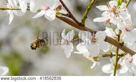European Honey Bee (apis Mellifera) Collecting Pollen From Blooming Flowers Of Mirabell Plum