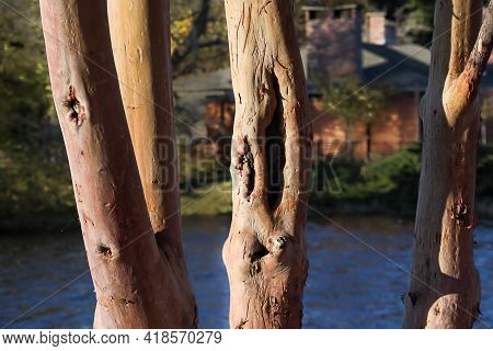 Smooth Bark Tree Trunk And Branches In Front Of Water