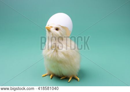 A Small Yellow Chicken With A Shell On Its Head. Hatched Baby Bird Postcard With A Copy Of The Place