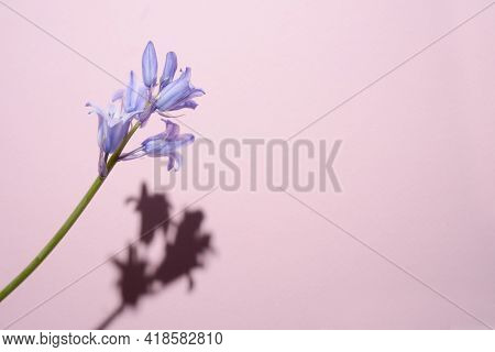 Common Bellflower, Bluebell Hyacinthoides, A Ripped Blue Flower With A Hard Shadow On A Pink Backgro
