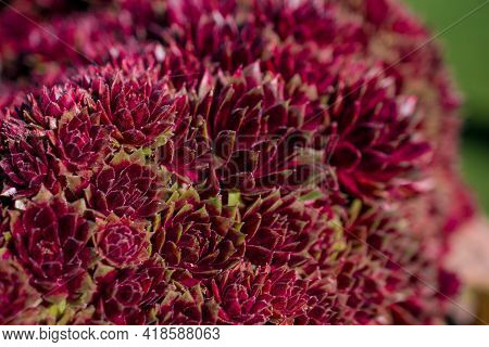 Beautiful Spring Flowers And Leaves Nature Floral Wallpaper