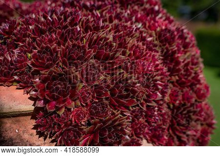 Beautiful Spring Flowers And Leaves Nature Floral Wallpaper