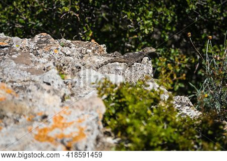 Dark Stellion Lizard, Mountain Agama Sits On Stones And Looks Into The Distance