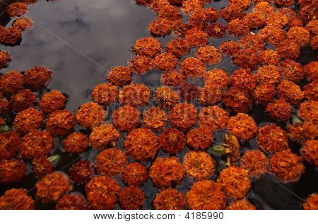 schwimmende Blumen
