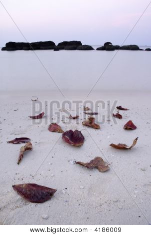 Blätter am Strand